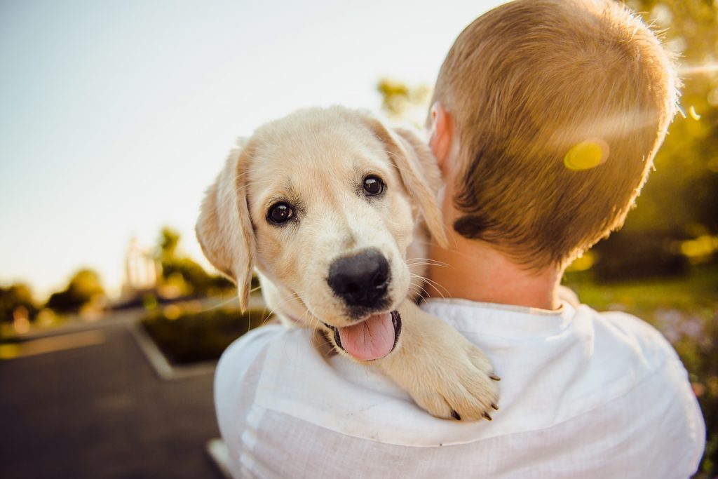 fun happy dog