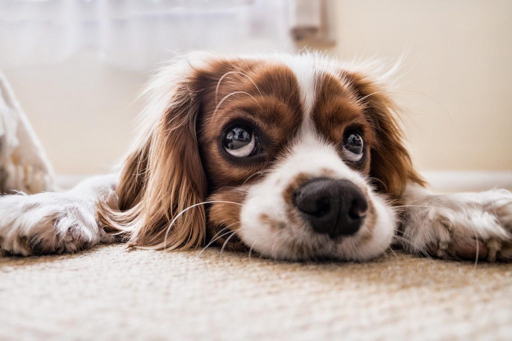 puppy laying on carpet