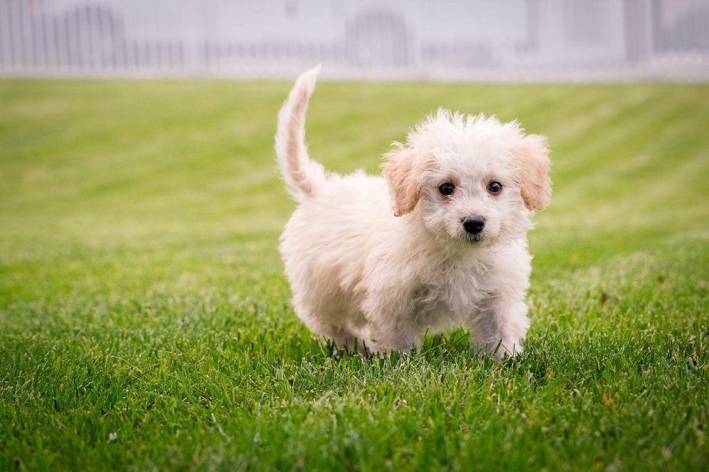 puppy on grass